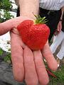 Bezoek aan de Fam. Krijnen, deze streek is bekend voor de aardbeienteelt en wat smaakte ze goed (114)